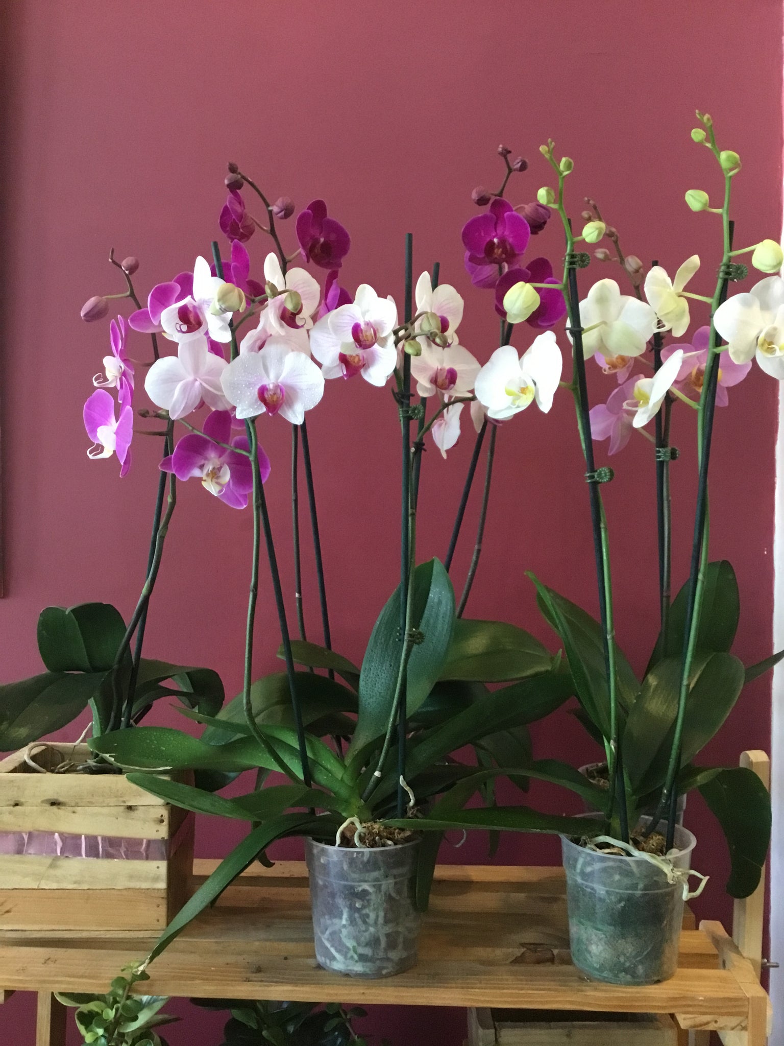 cuidado de nuestras orquídeas
