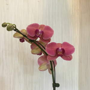 Orquídea orchidaceae